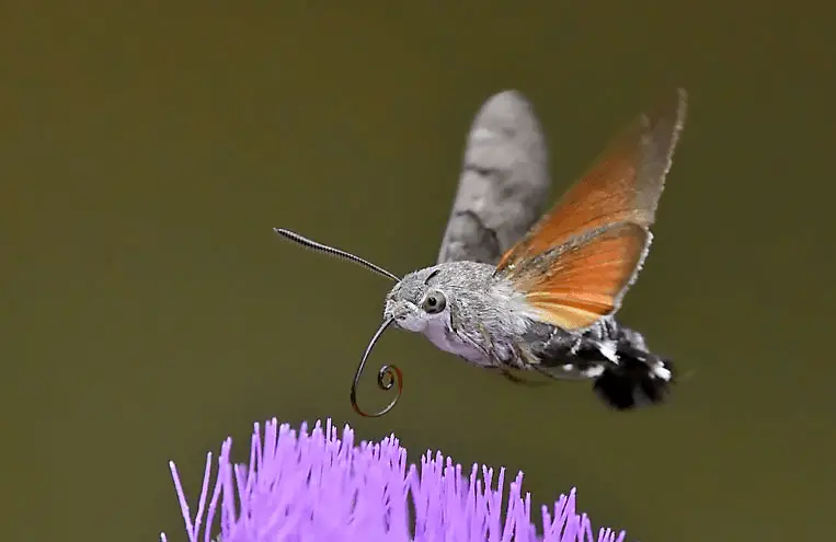 Mariposa Voando 