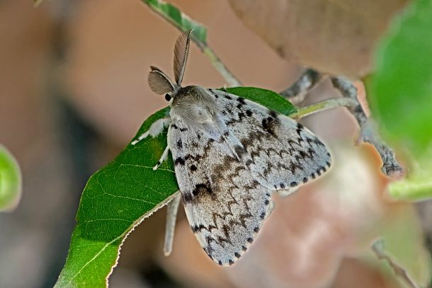 Mariposa na Folha 