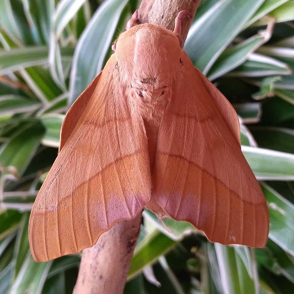 Para que Servem as Mariposas?