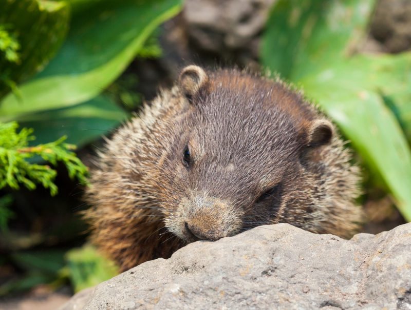 Marmota Dormindo