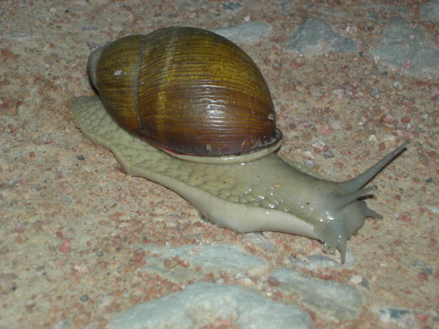 Megalobulimus