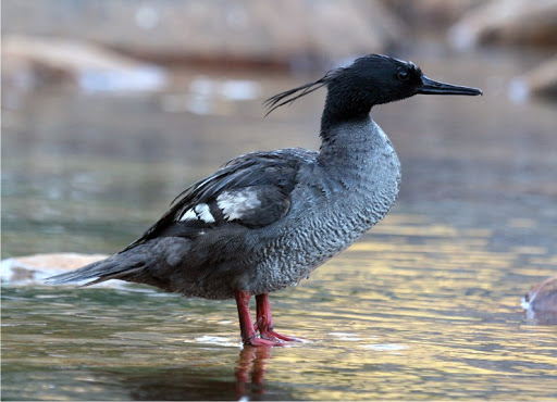 Mergus Octosetaceus