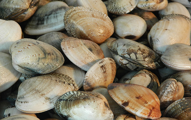 Moluscos Bivalves 