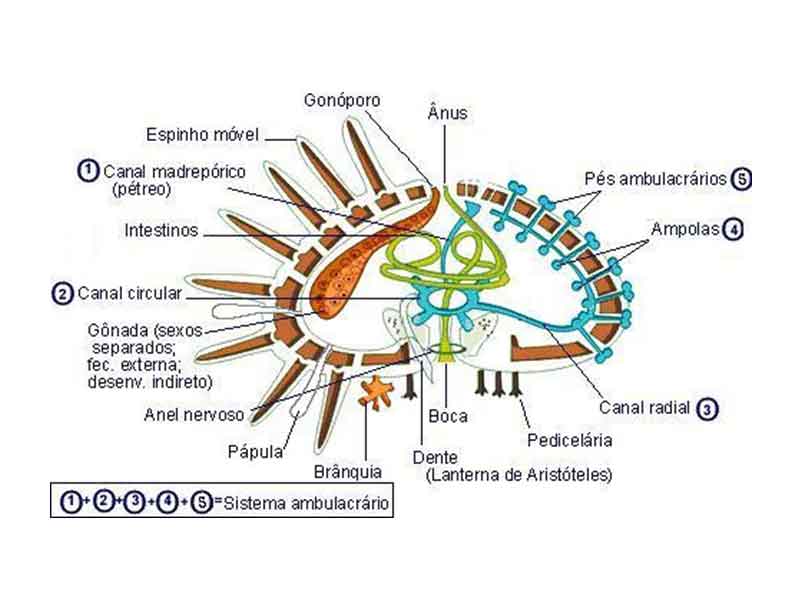 Morfologia dos Equinodermos 