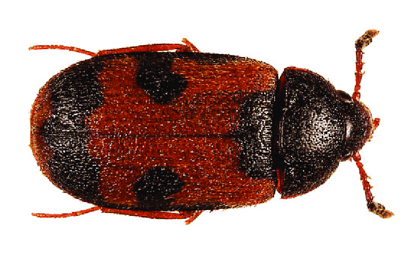 Mycetophagus Punctatus