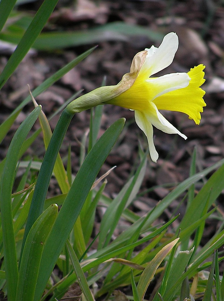 Narcissus Abscissus