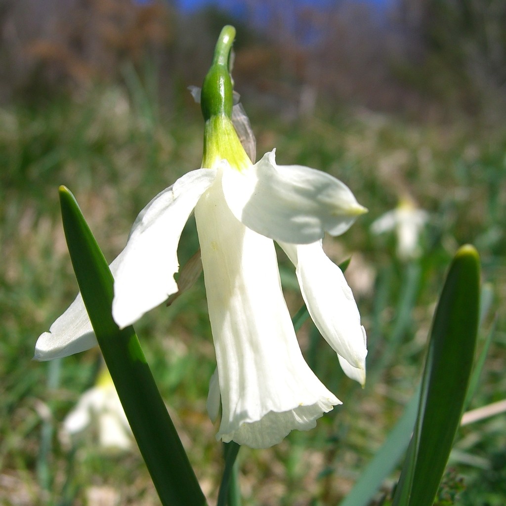 Narcissus Alpestris
