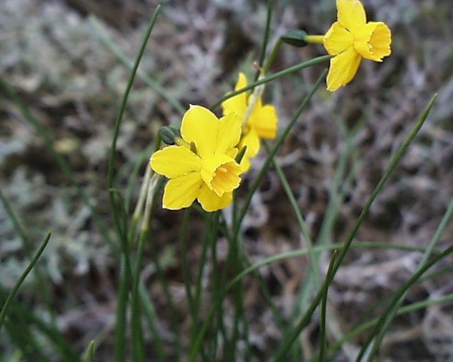 Narcissus Assoanus