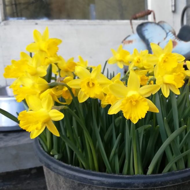 Narcissus Asturiensis