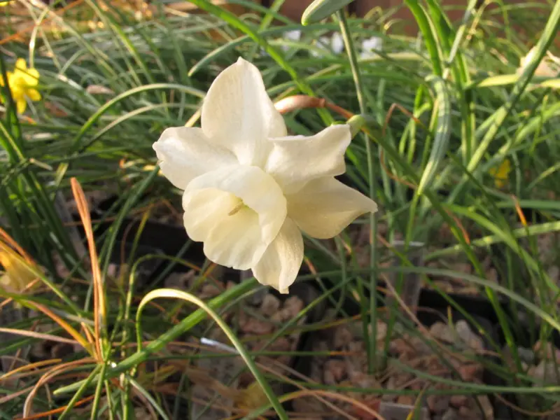Narcissus Atlanticus