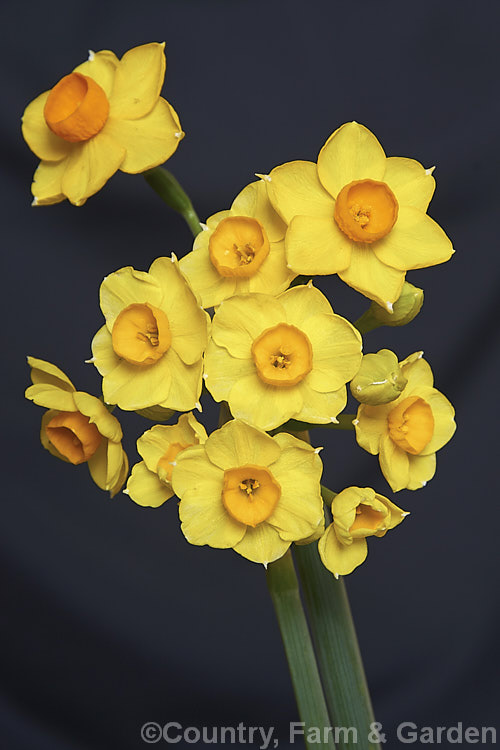 Narcissus Aureus