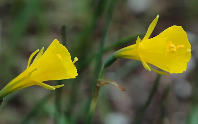 Narcissus Barlae