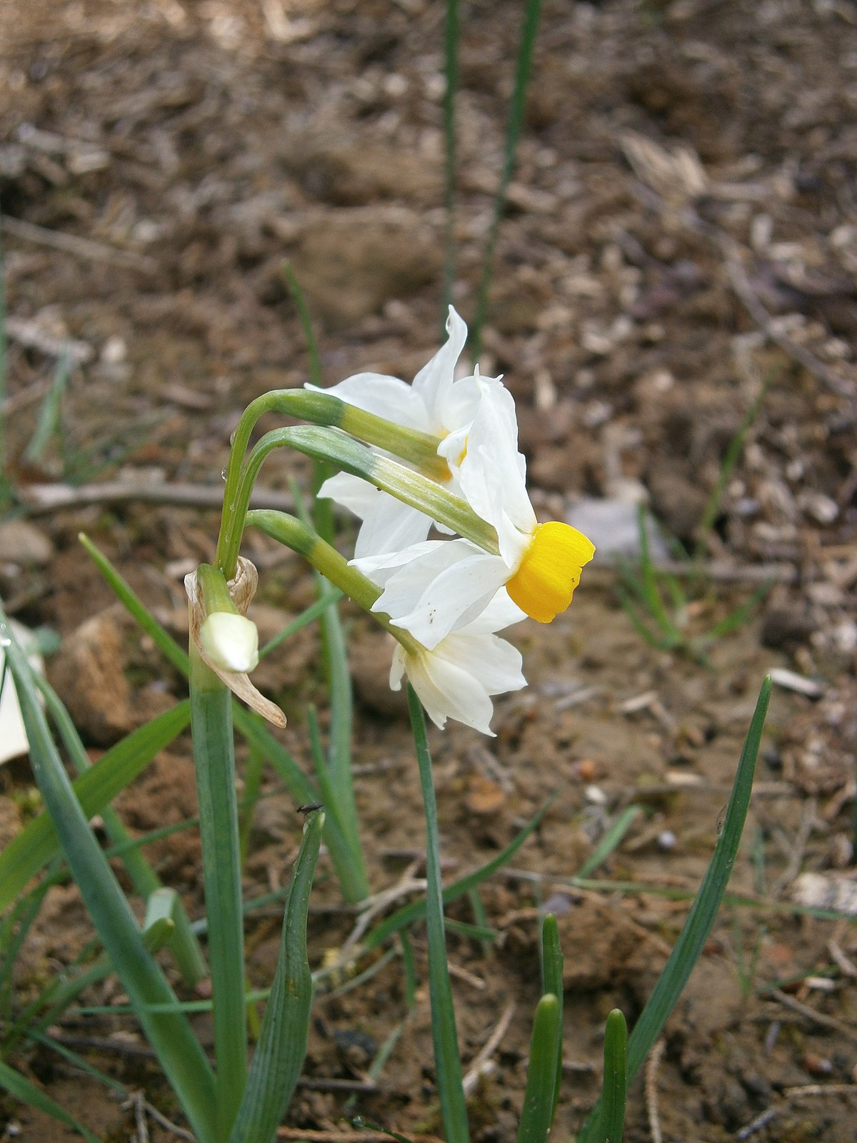 Narcissus Bertolonni