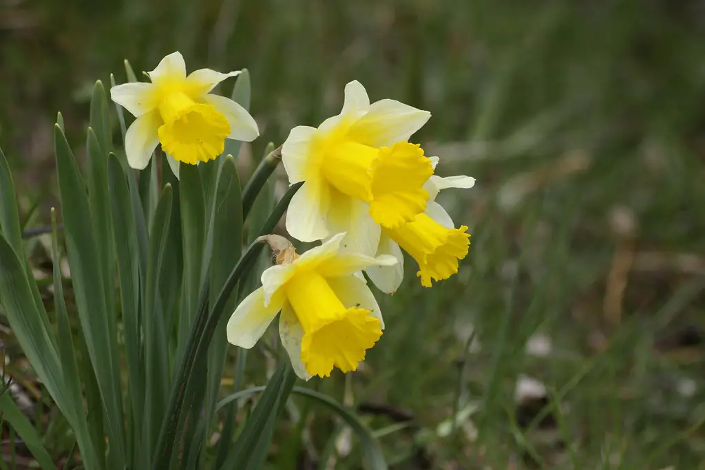 Narcissus Bicolor