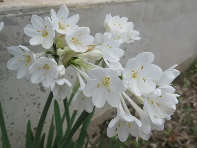 Narcissus Broussonetii