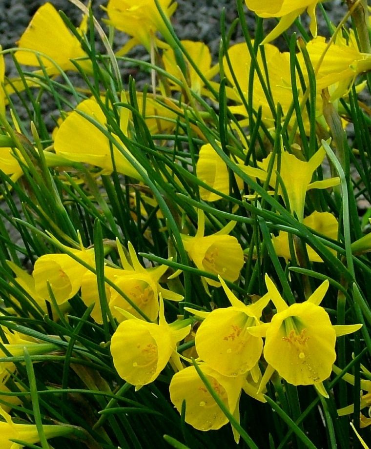 Narcissus Bulbocodium