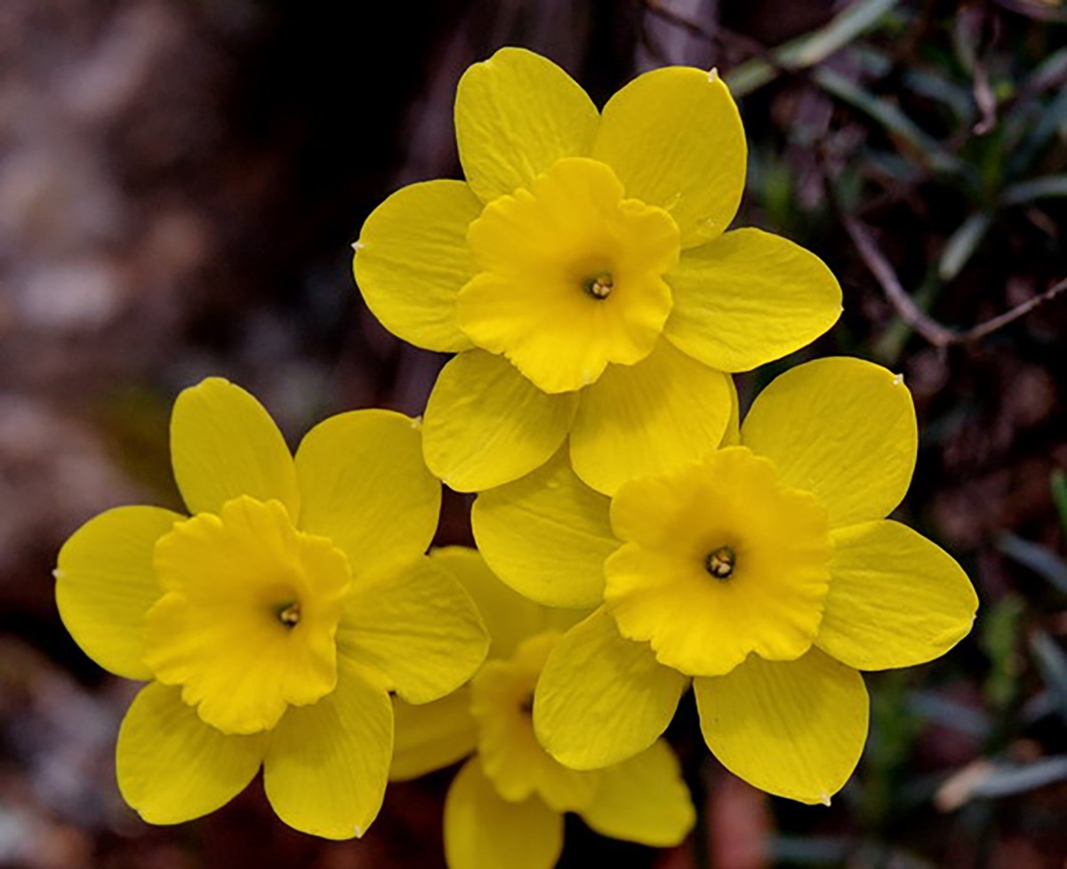 Narcissus Calcicola