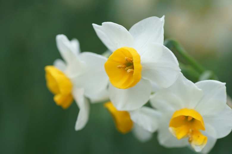 Narcissus Canaliculatus