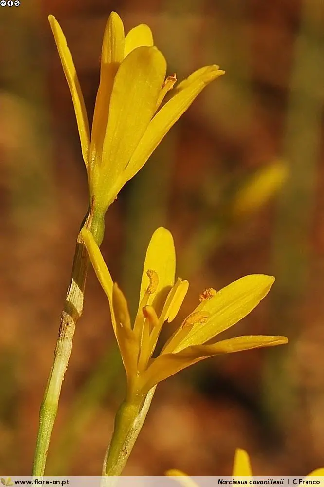 Narcissus Cavanillesii