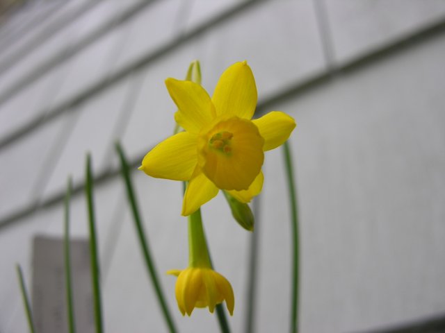 Narcissus Corcyrensis