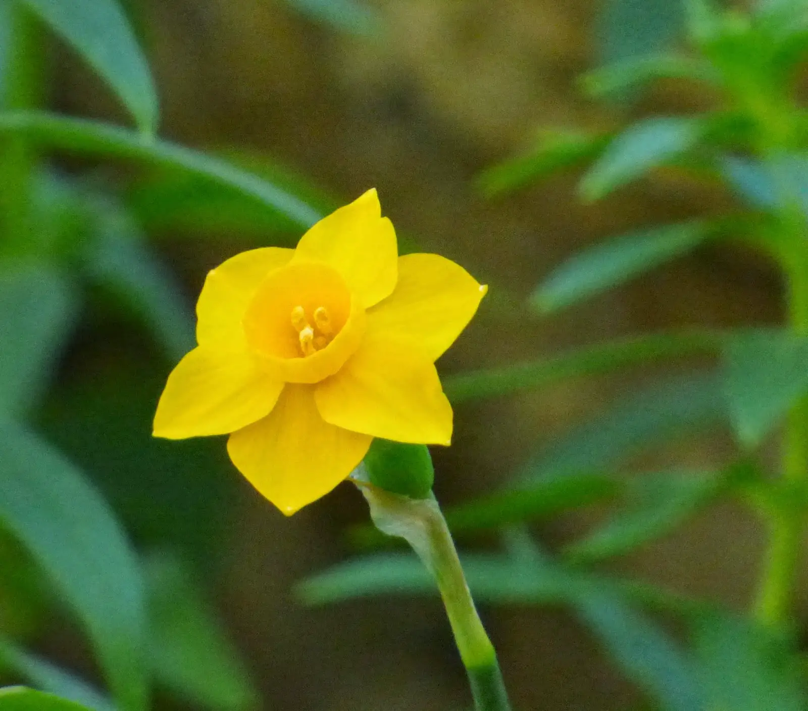 Narcissus Cuatrecasasii