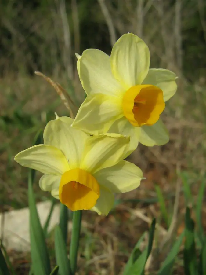 Narcissus Cupularis