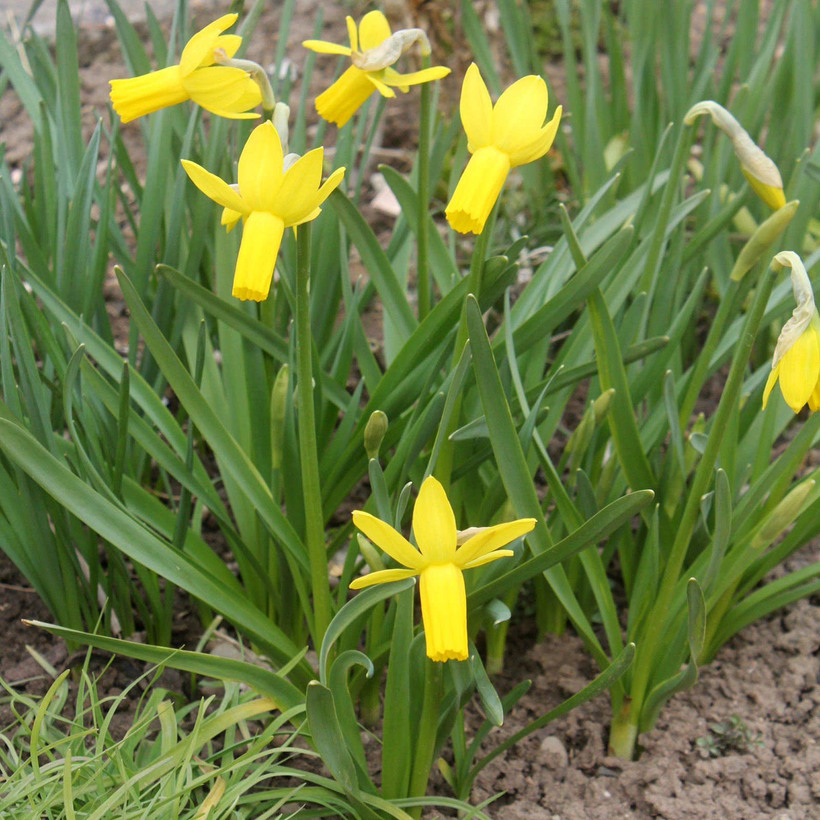 Narcissus Cyclamineus