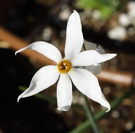 Narcissus Elegans