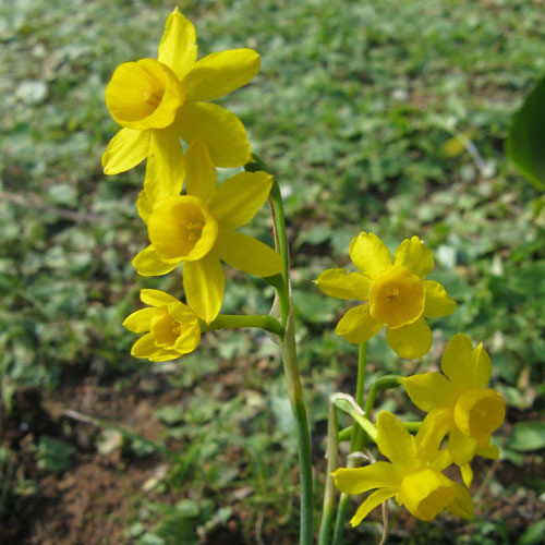 Narcissus Fernandesii