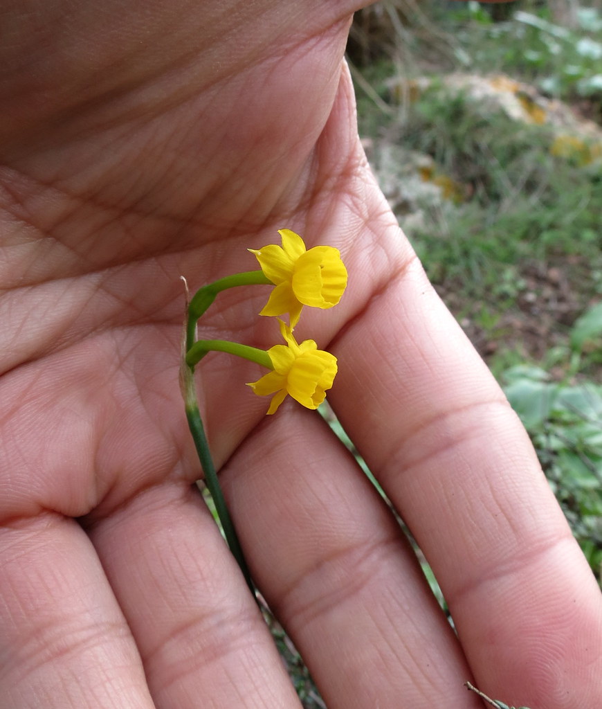 Narcissus Gaditanus