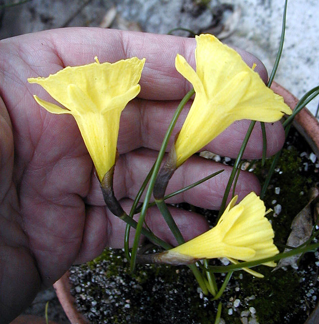 Narcissus Hedraeanthus