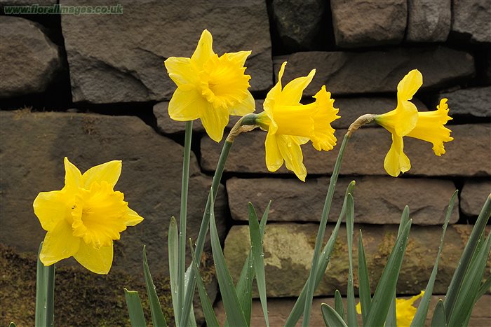 Narcissus Hispanicus