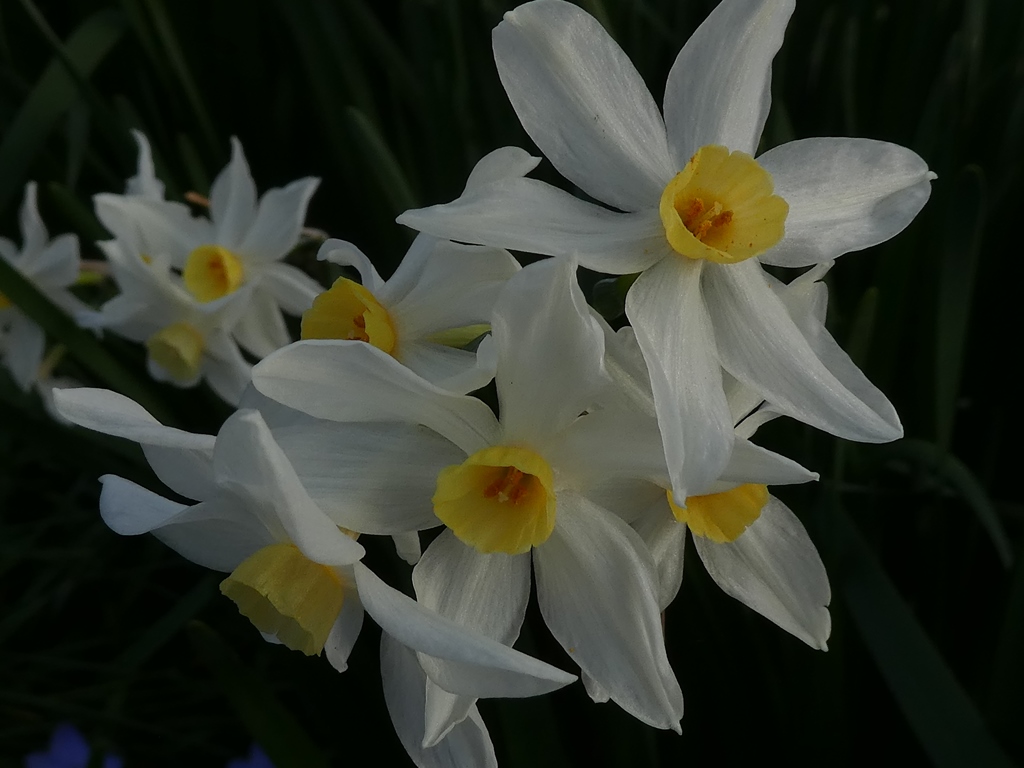 Narcissus Italicus