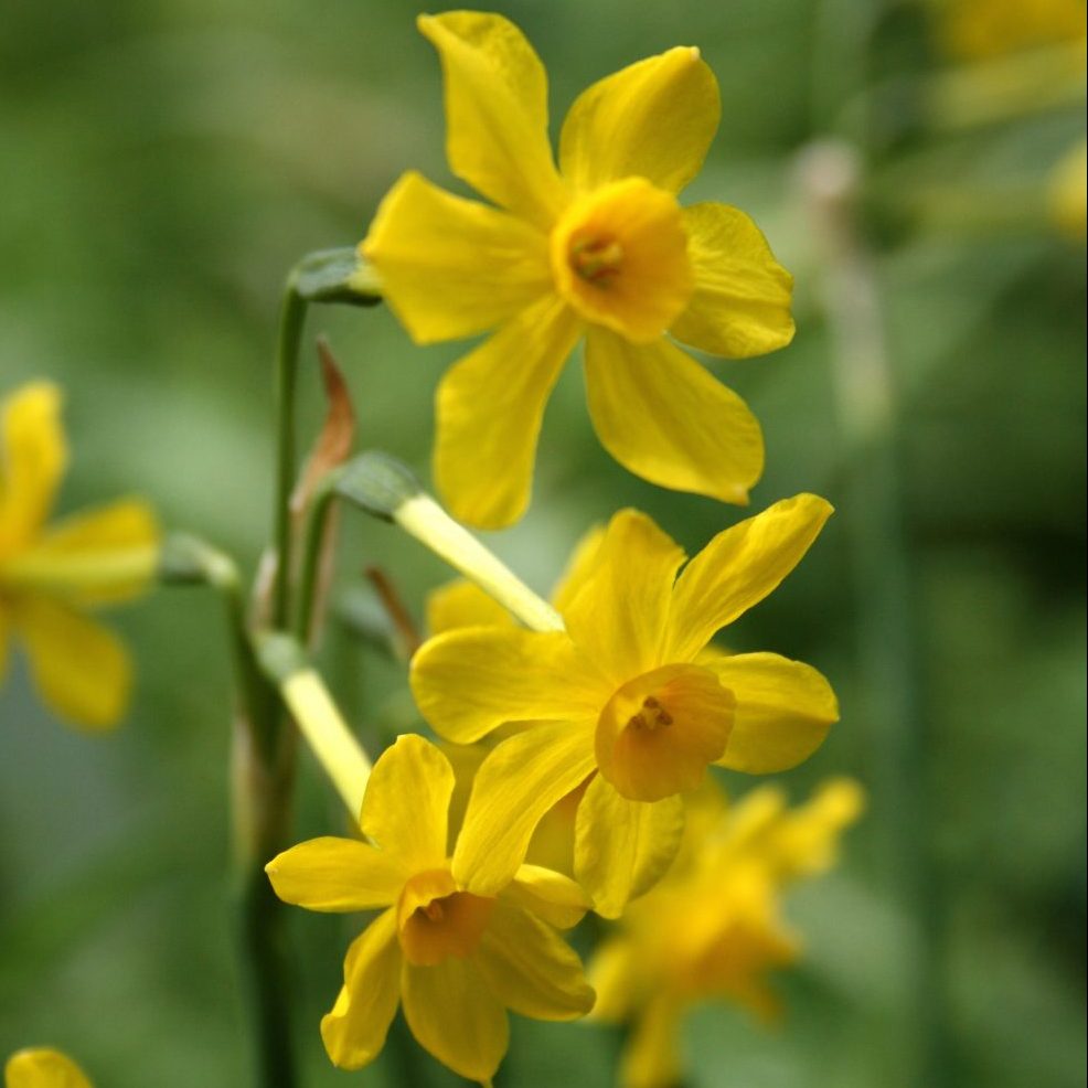 Narcissus Jonquilla