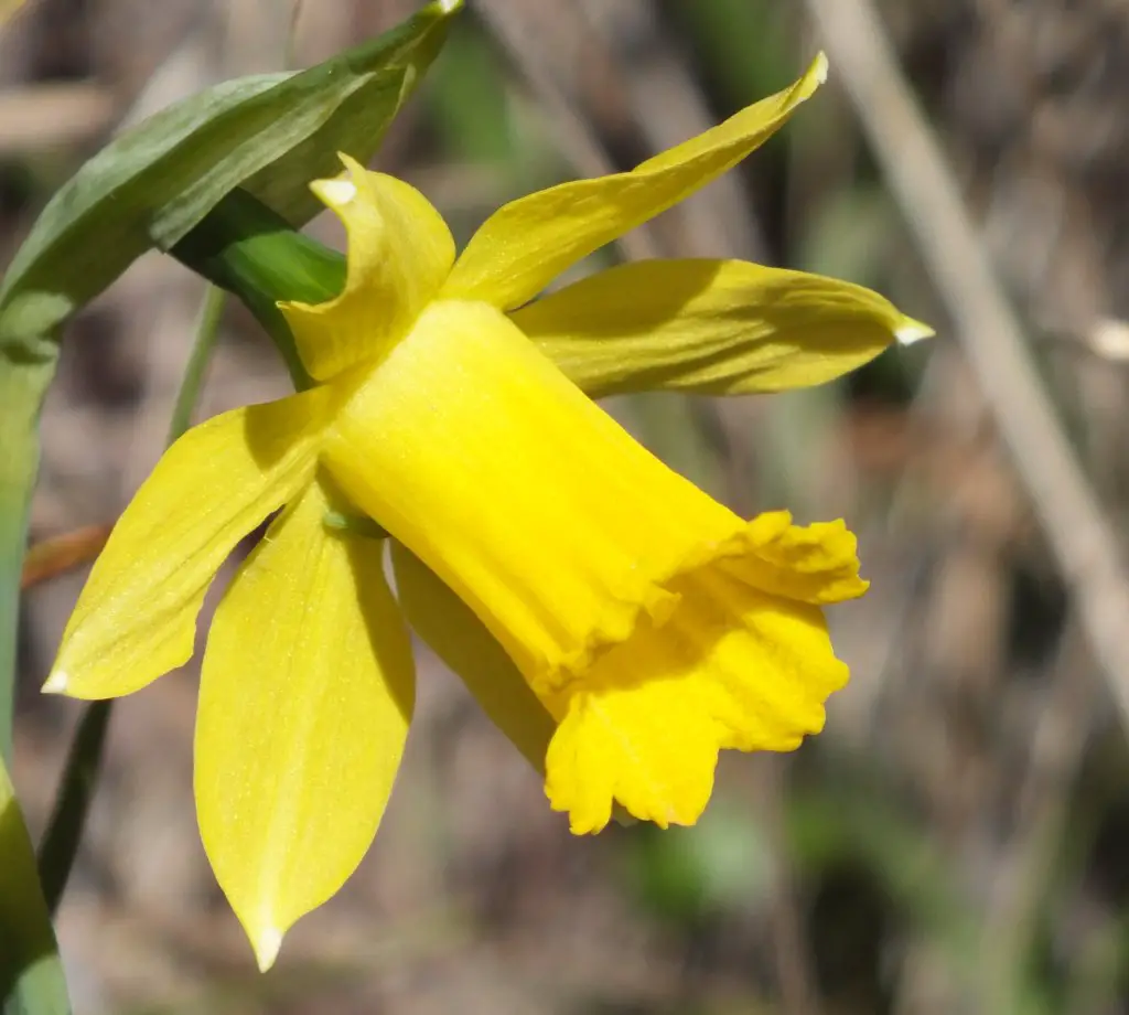 Narcissus Longispathus