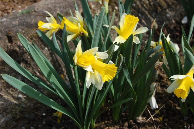 Narcissus Macrolobus