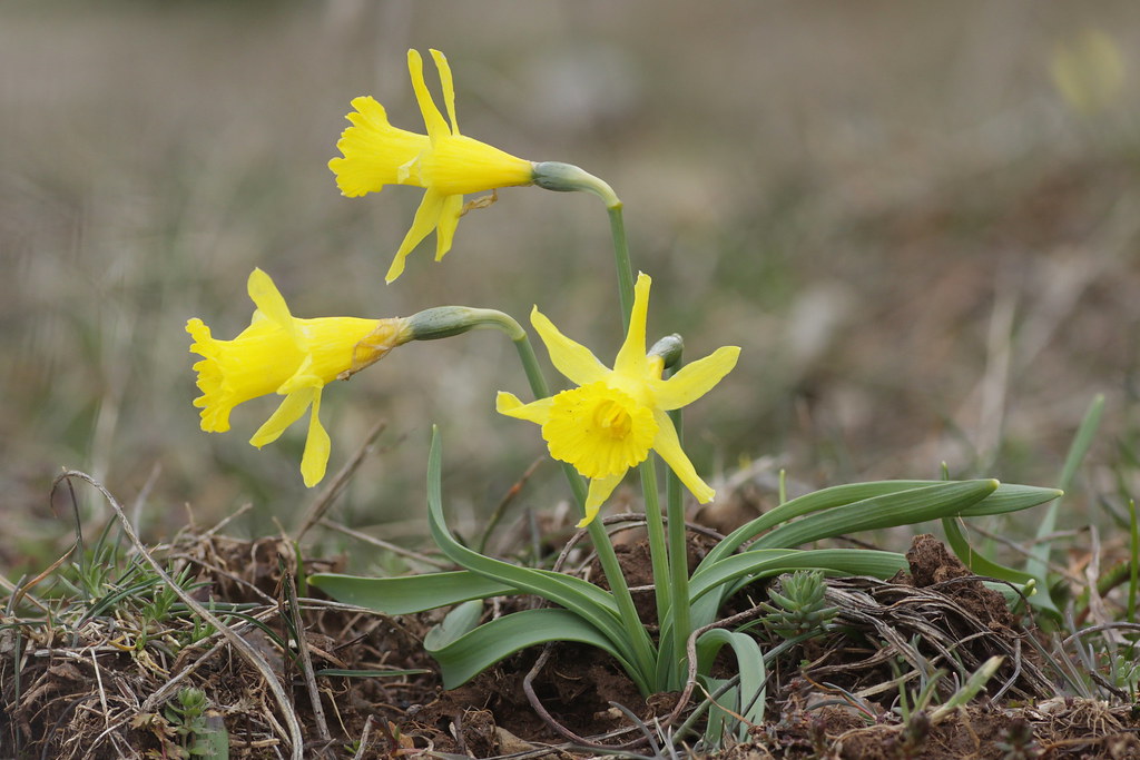 Narcissus Minor