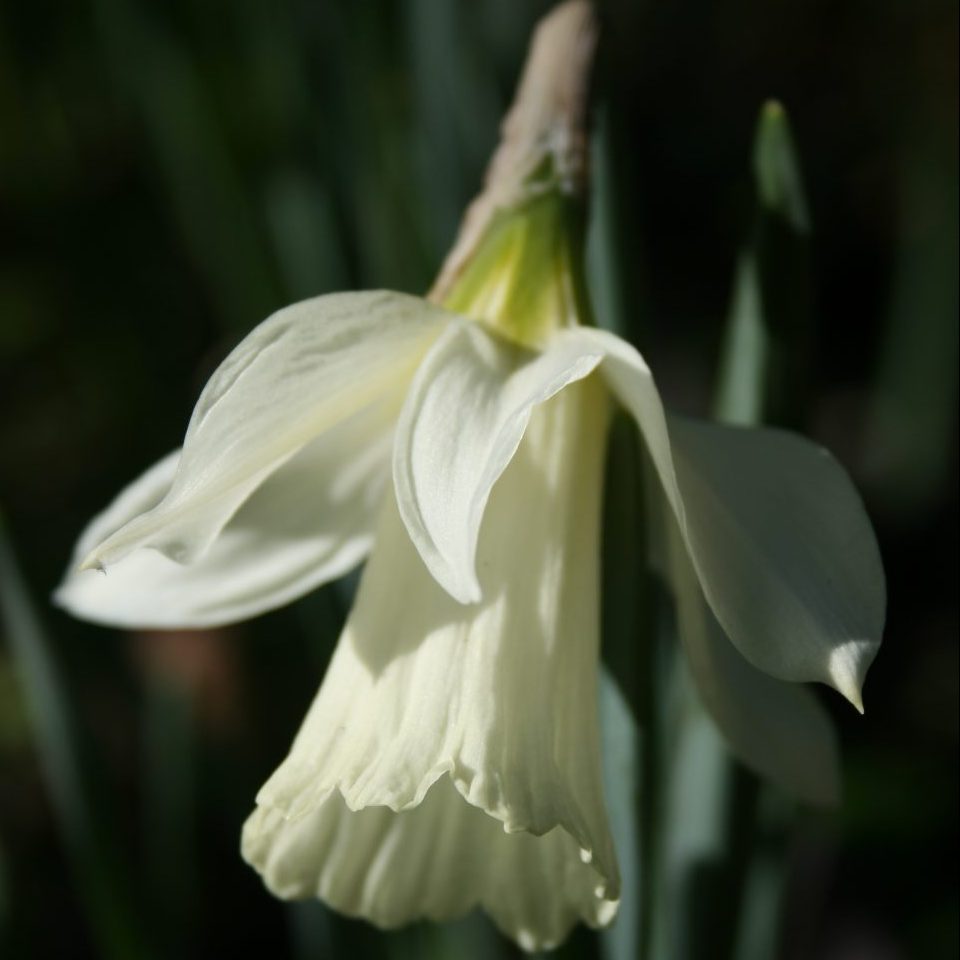Narcissus Moschatus