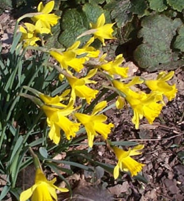 Narcissus Nanus