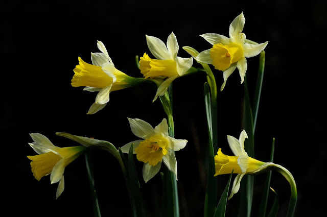 Narcissus Nevadensis