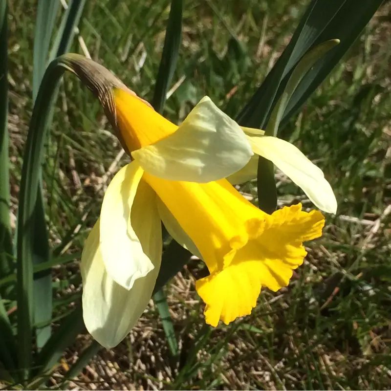 Narcissus Nobilis