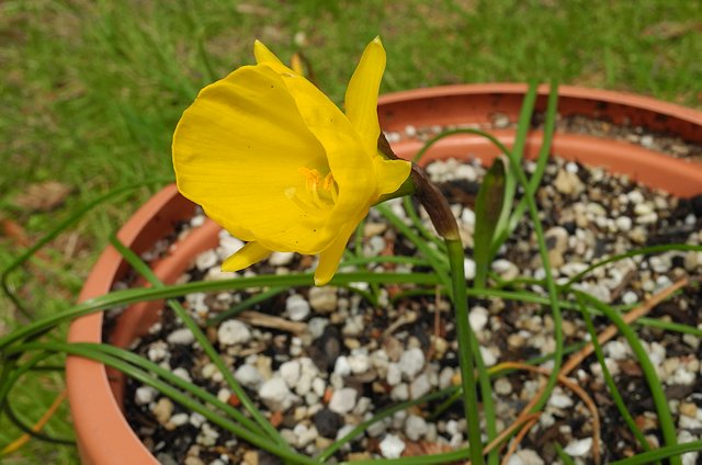 Narcissus Obesus