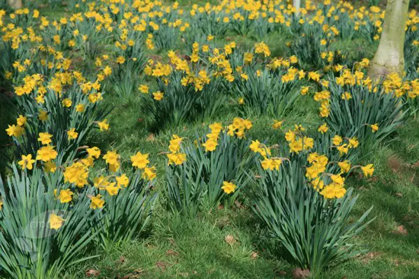Narcissus Obvallaris