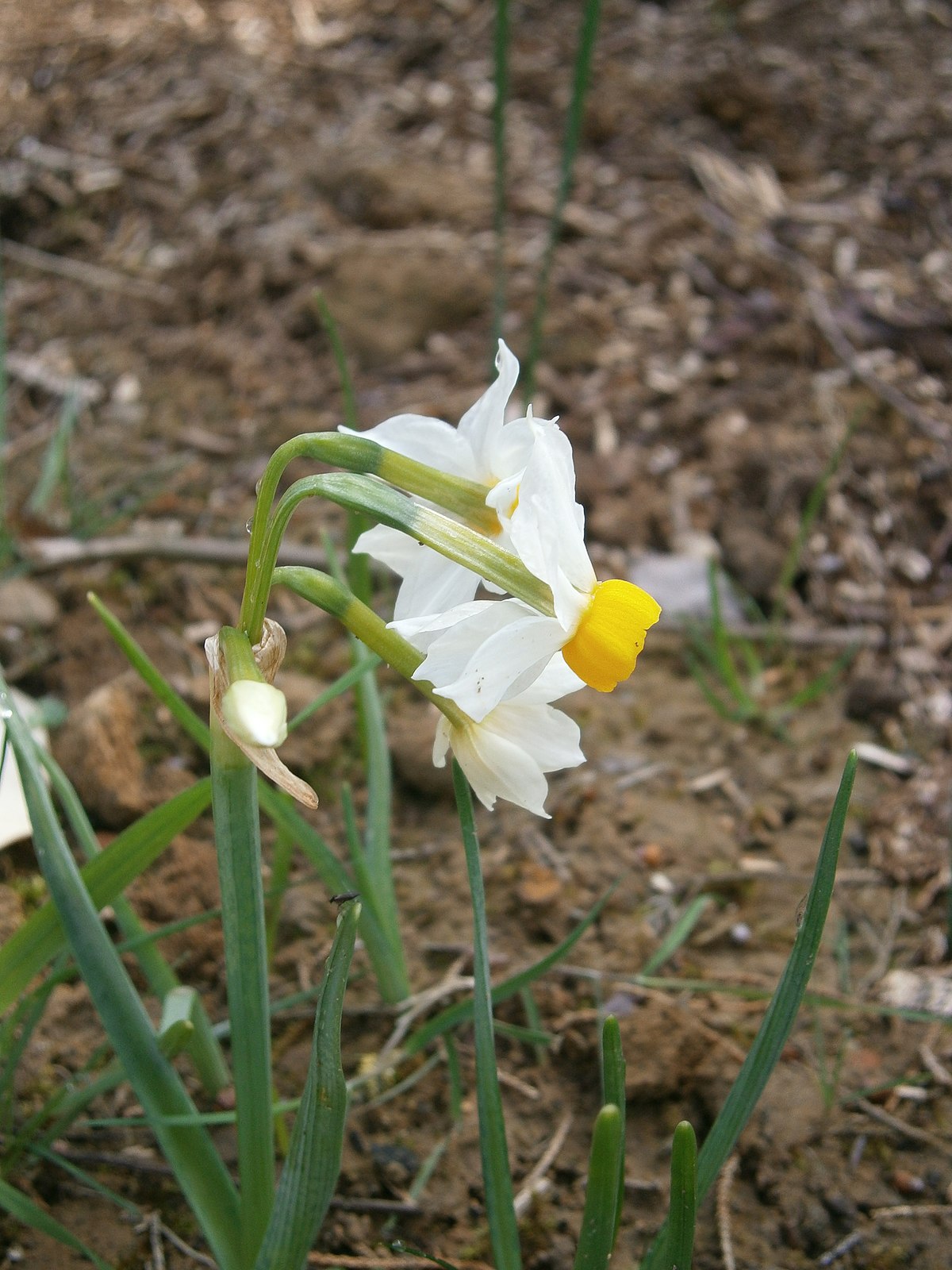 Narcissus Ochroleucus