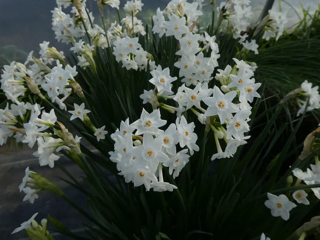 Narcissus Pachybolbus