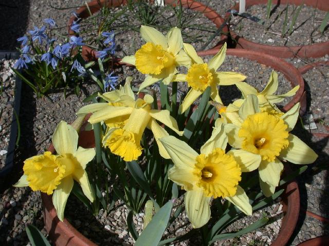 Narcissus Pallidiflorus