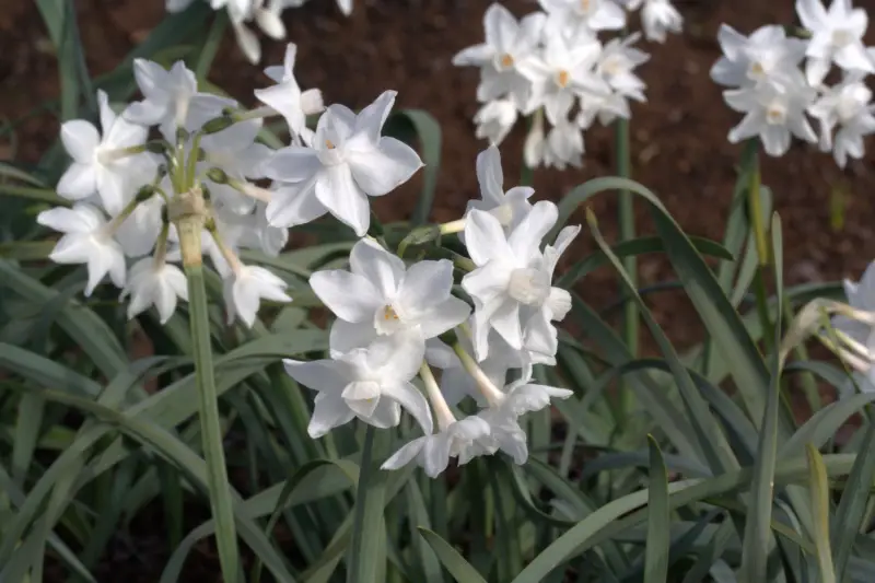 Narcissus Panizzianus