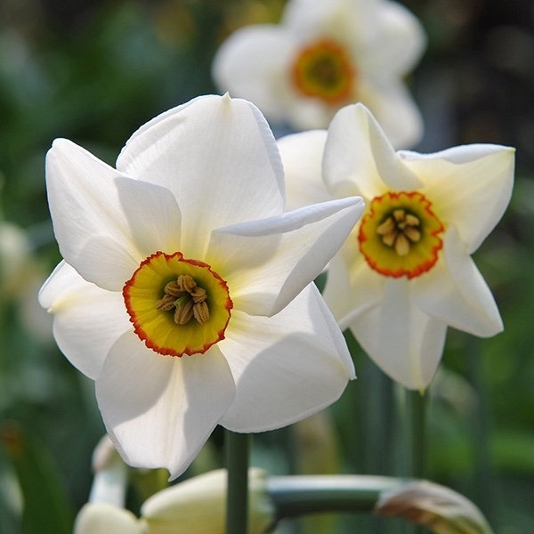 Narcissus Poeticus