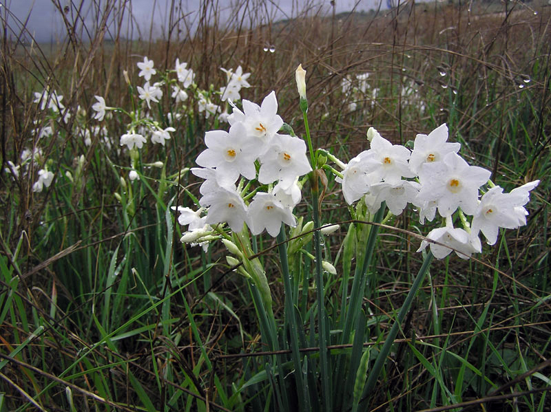 Narcissus Polyanthos