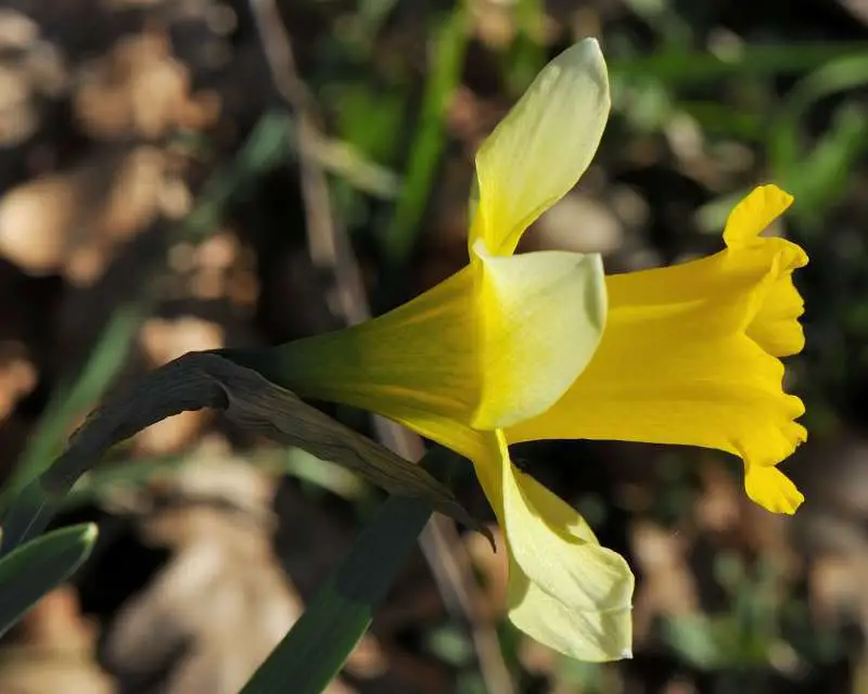 Narcissus Portensis